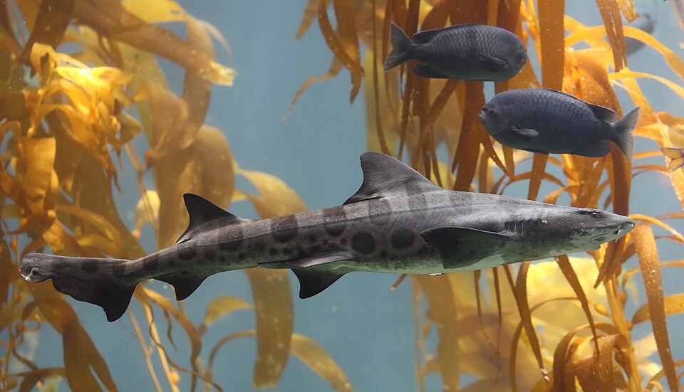 A leopard shark swimming through kelp in the ocean with other fish nearby