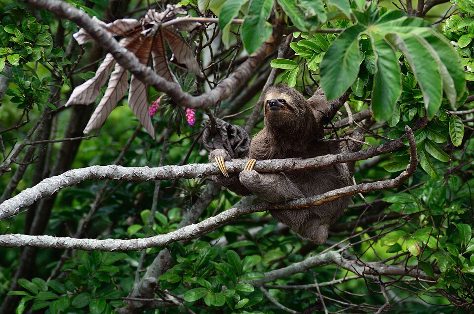 A sloth hanging in a tree in the tropical rainforest