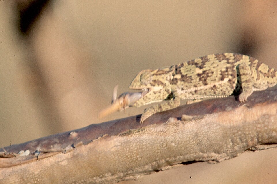 A chameleon shooting out its long tongue to catch an insect on a branch