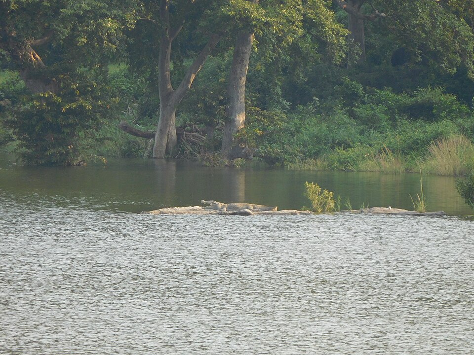 A crocodile basking in the sun on a river bank surrounded by green trees