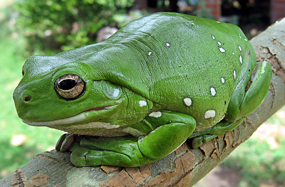 A bright green tree frog sitting on a branch surrounded by greenery