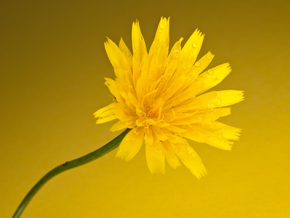 A bright yellow dandelion flower with dewdrops on its petals