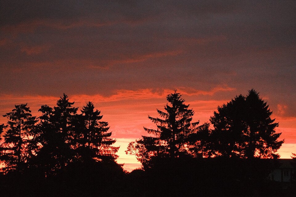 A red and orange sunset glowing behind silhouetted trees