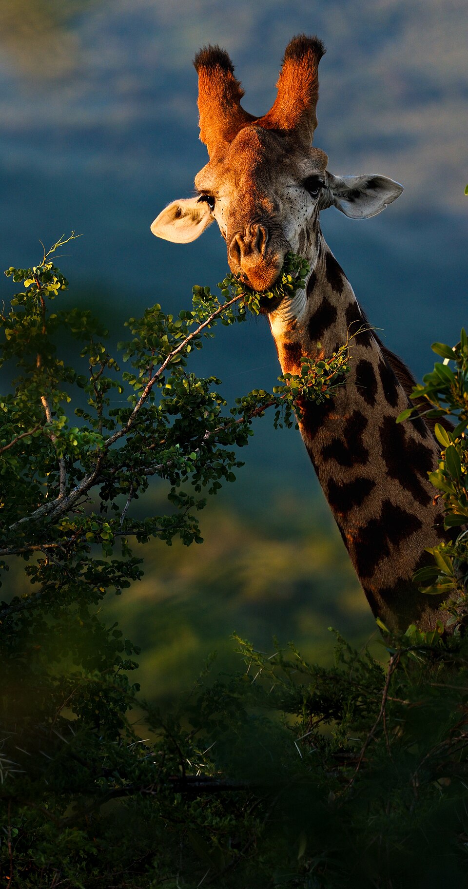 A giraffe eating leaves from a tree on the African savanna at sunset