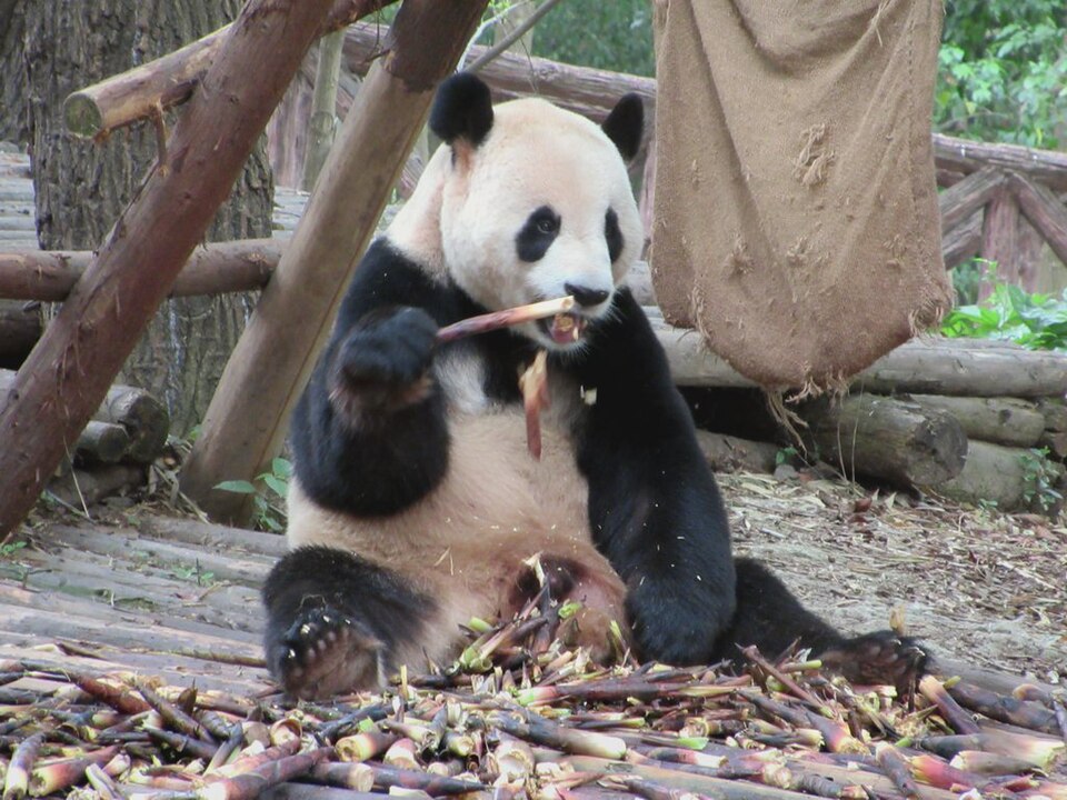 A giant panda eating bamboo shoots