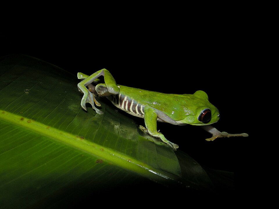 A bright green red-eyed tree frog sitting on a leaf in the rainforest