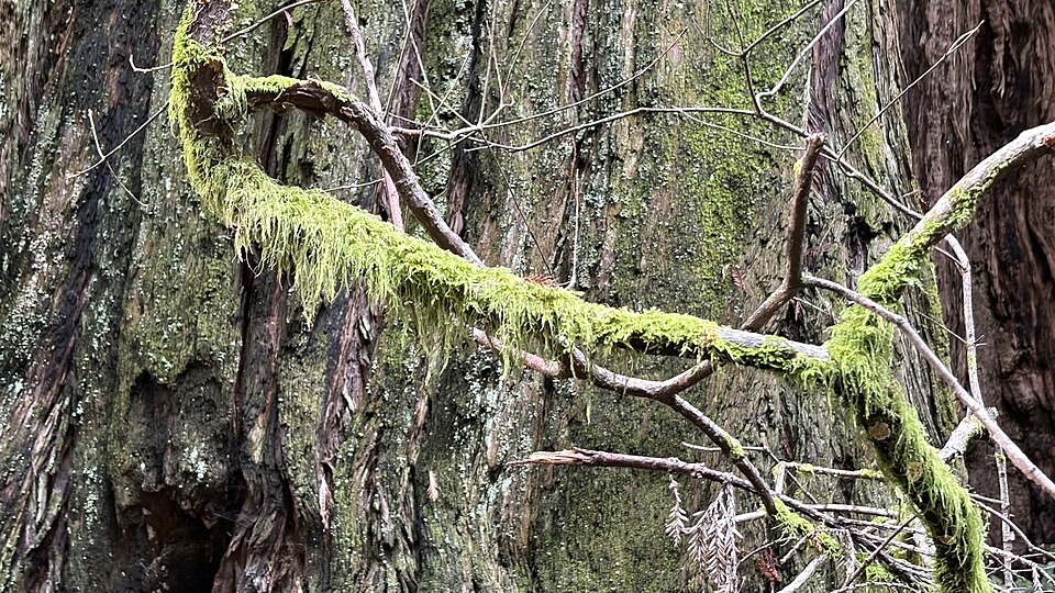 Moss-covered branches on a redwood tree trunk at Muir Woods