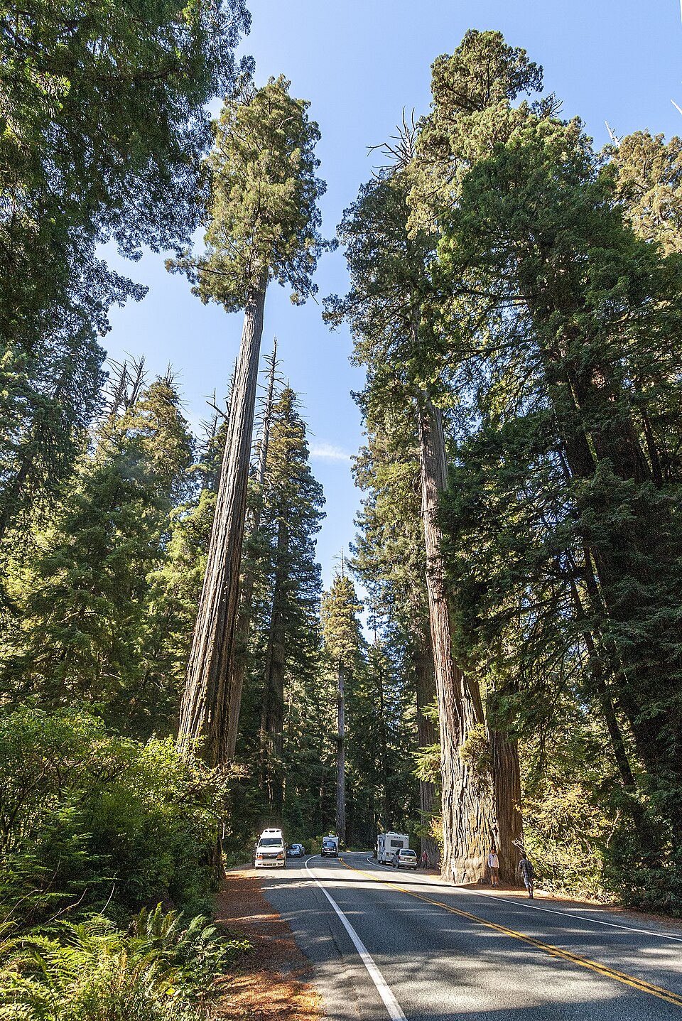 Redwood Forests of California