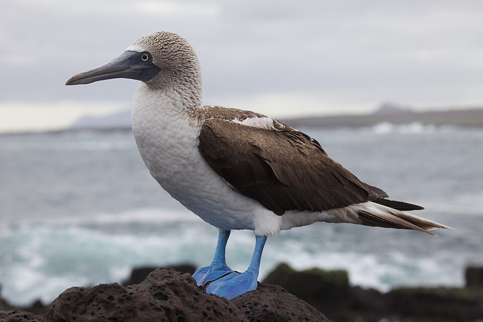 Galapagos Islands