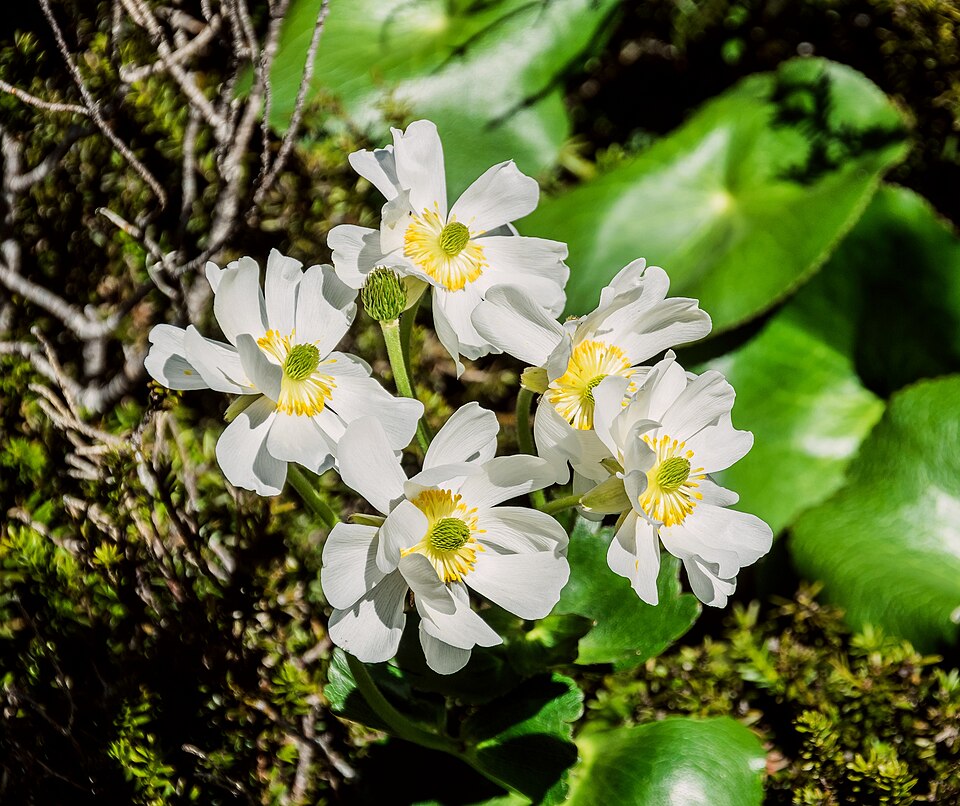 Mount Cook lily flowers native to New Zealand