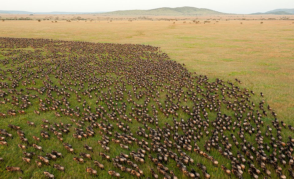 A massive herd of wildebeest migrating across the Serengeti grasslands