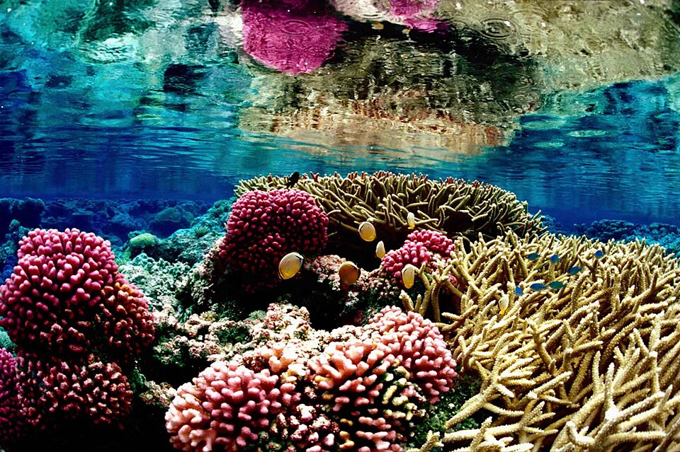 A colorful coral reef underwater with pink and purple corals and small fish