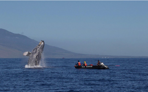 A humpback whale breaching out of the ocean with mountains in the background