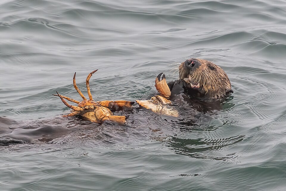 A sea otter eating a crab while floating on its back in Monterey Bay