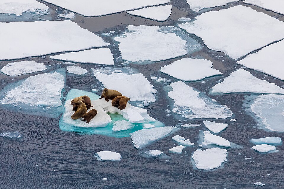 A group of walruses resting on a floating chunk of ice in the Arctic Ocean