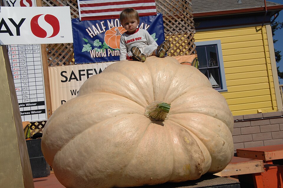 A child sitting on a giant pumpkin at the Half Moon Bay Pumpkin Festival