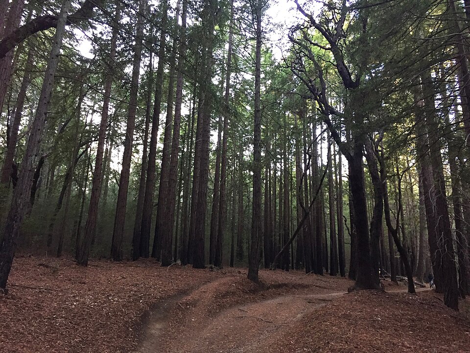 Tall redwood trees in a forest near Santa Cruz