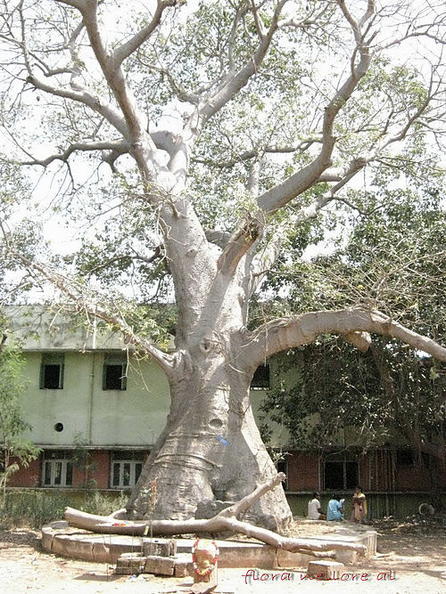 A large baobab tree with a huge thick trunk and spreading branches