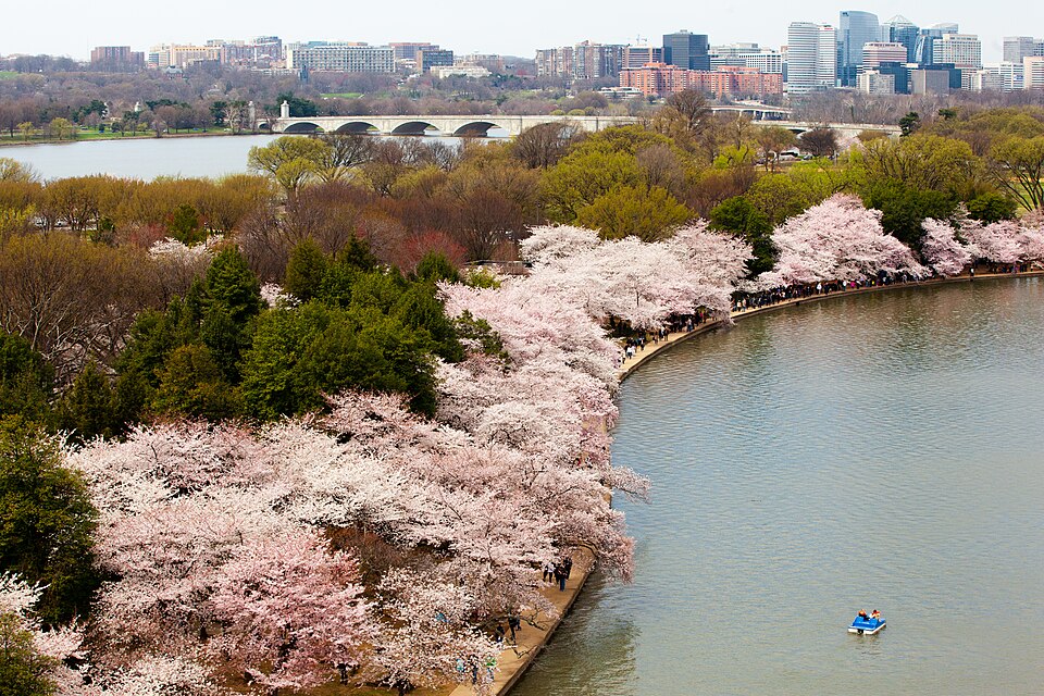 Pink cherry blossom trees blooming along the Tidal Basin in Washington, D.C.
