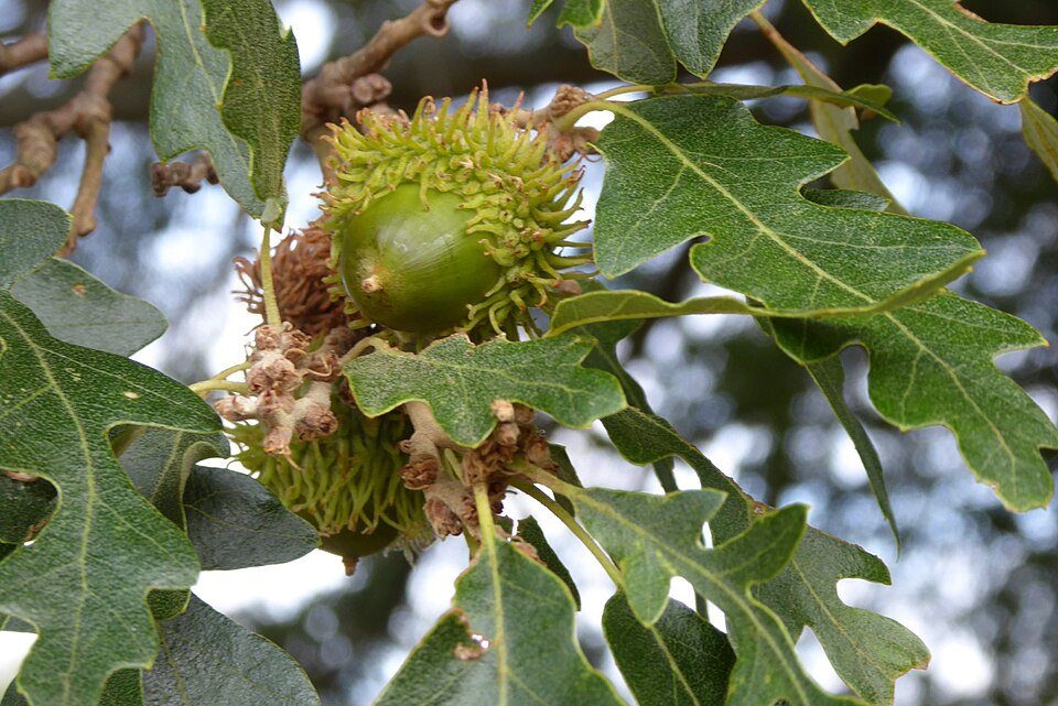Green acorns growing on an oak tree branch with distinctive wavy oak leaves