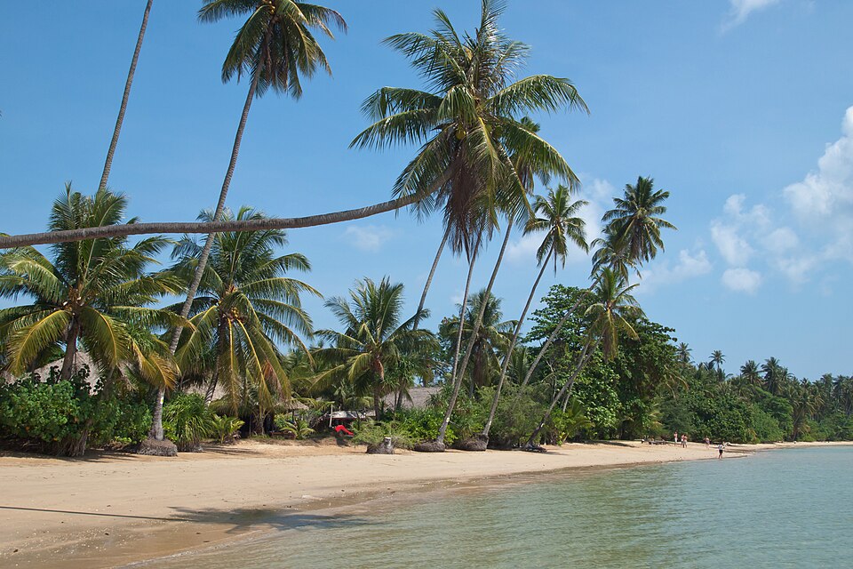 Tall palm trees growing on a tropical beach with white sand and clear blue water
