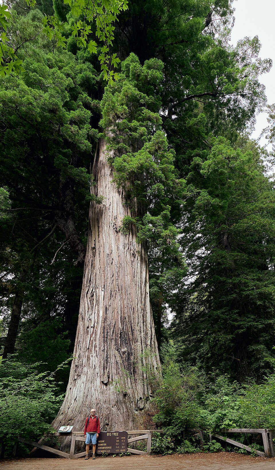 A giant redwood tree towering over a person standing at its base in a California forest