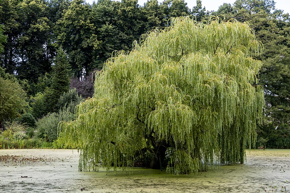 A weeping willow tree with long drooping branches growing beside a pond