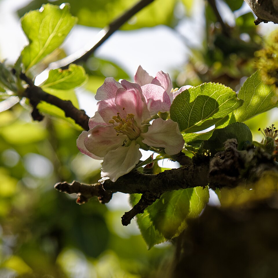 Pink and white apple blossoms blooming on a tree branch in spring