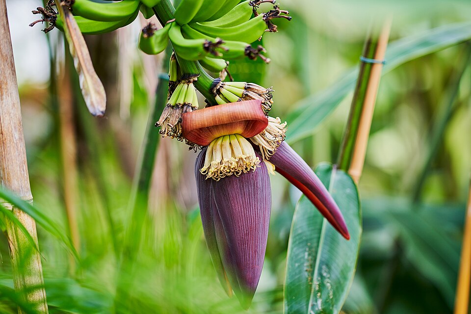 A banana plant with green bananas growing in bunches and a large purple flower bud