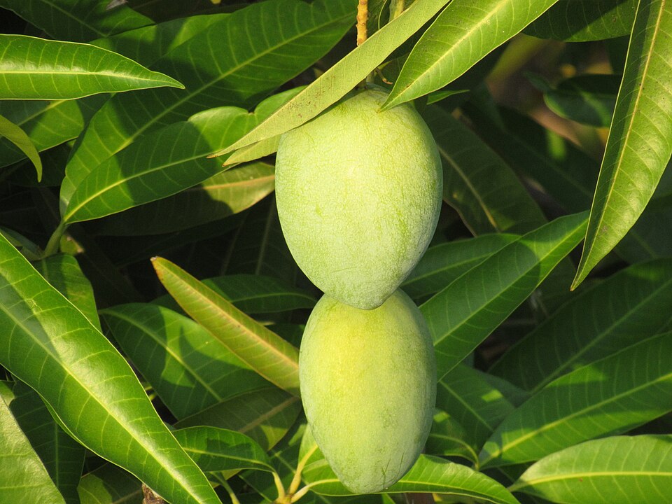 Green mangoes growing on a tree branch surrounded by big green leaves