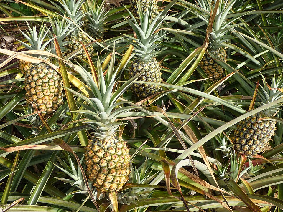 Pineapples growing on bushy plants close to the ground with spiky green leaves