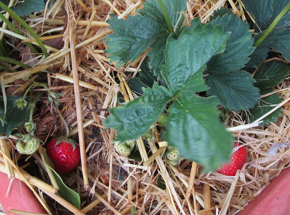 Strawberry plant with ripe red and unripe green strawberries growing close to the ground