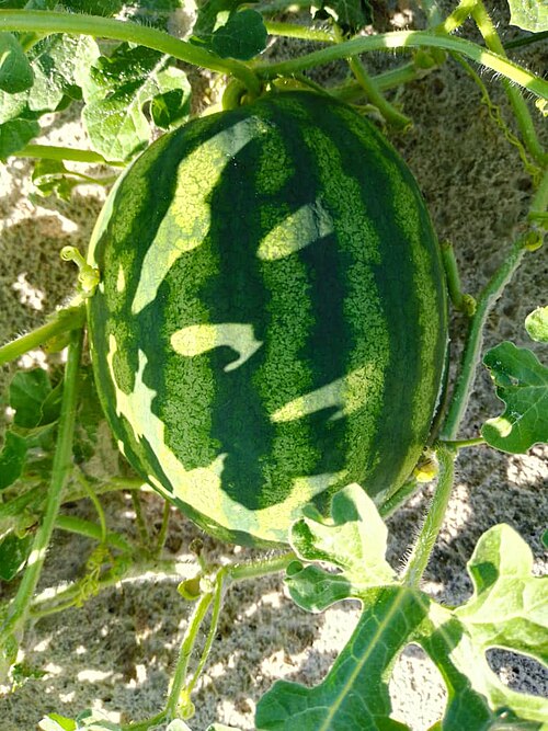 A large green striped watermelon growing on a vine in the ground
