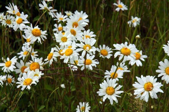 A meadow full of white ox-eye daisies