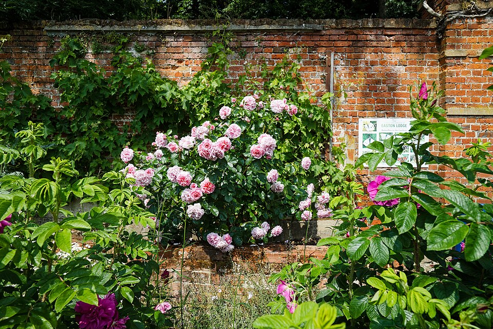 Pink roses blooming in a beautiful garden with a brick wall