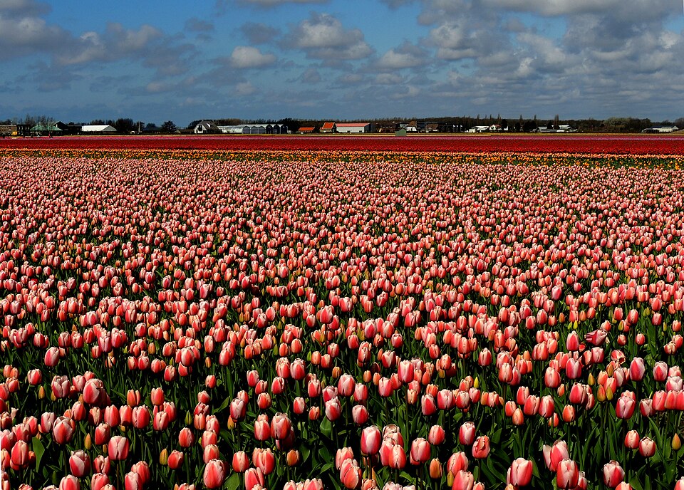 A huge field of pink tulips stretching to the horizon in the Netherlands