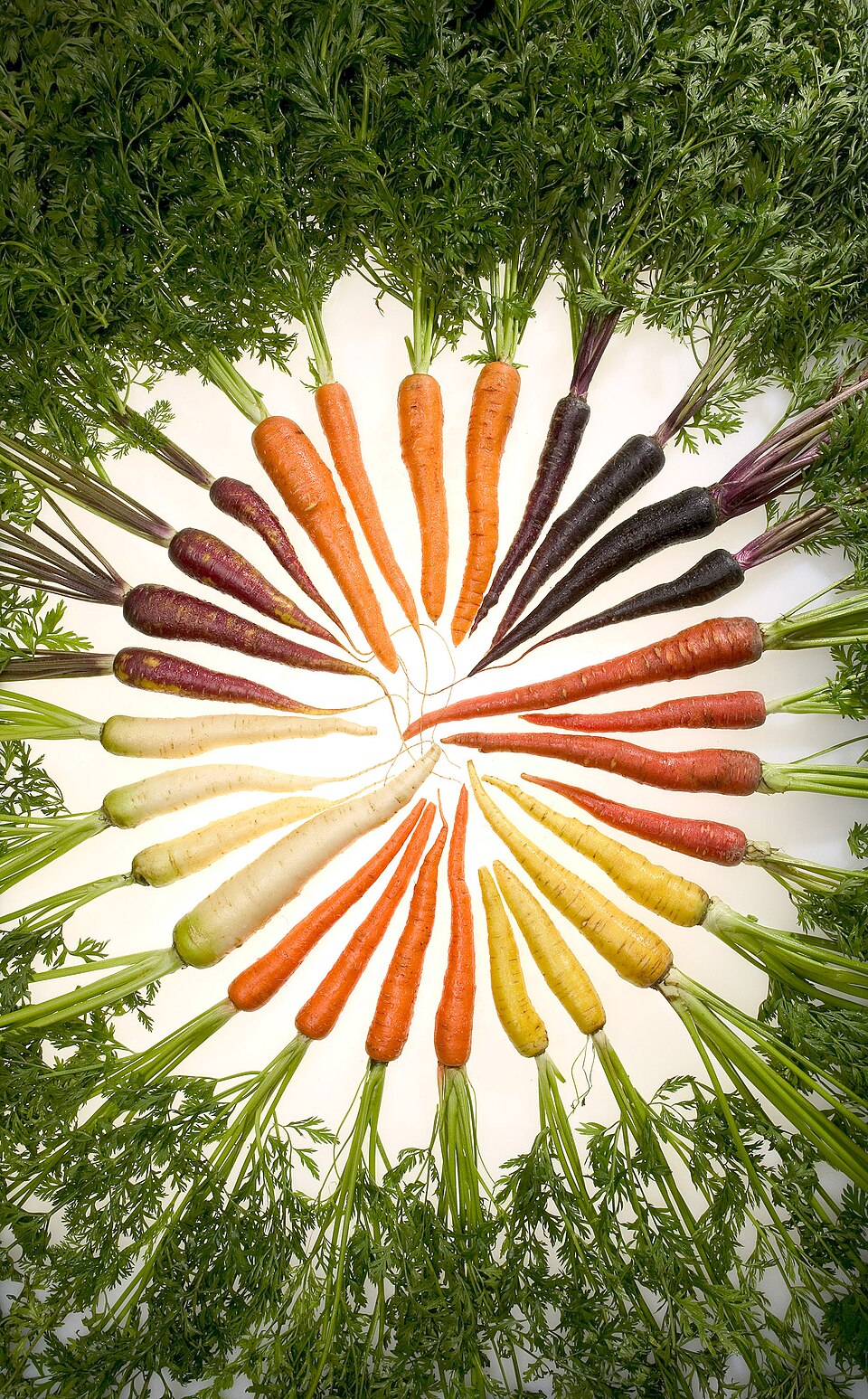 Carrots of many colors including orange, purple, red, white, and yellow with their green tops