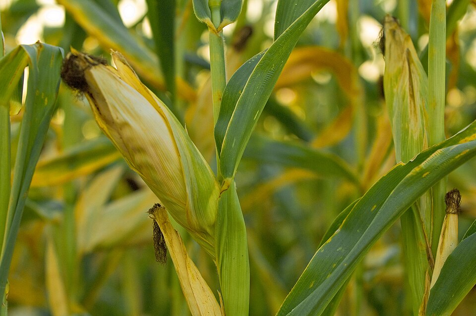 Ears of corn growing on tall green stalks with silky threads peeking from the husks