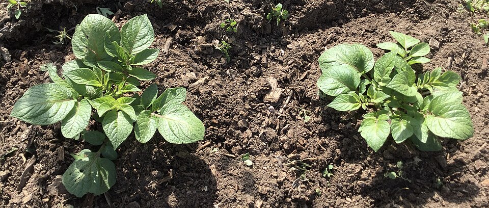 Potato plants with green leaves growing in garden soil