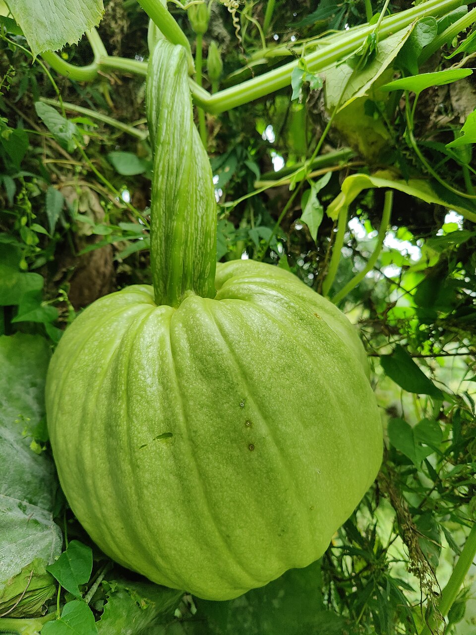 A green pumpkin growing on a vine in a garden