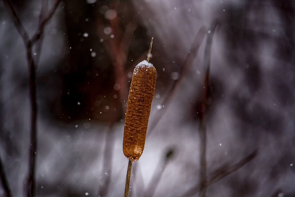 Cattail