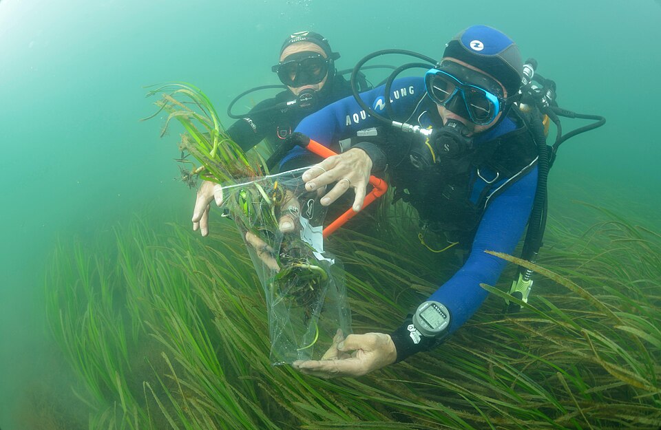 Divers collecting eelgrass samples from an underwater meadow