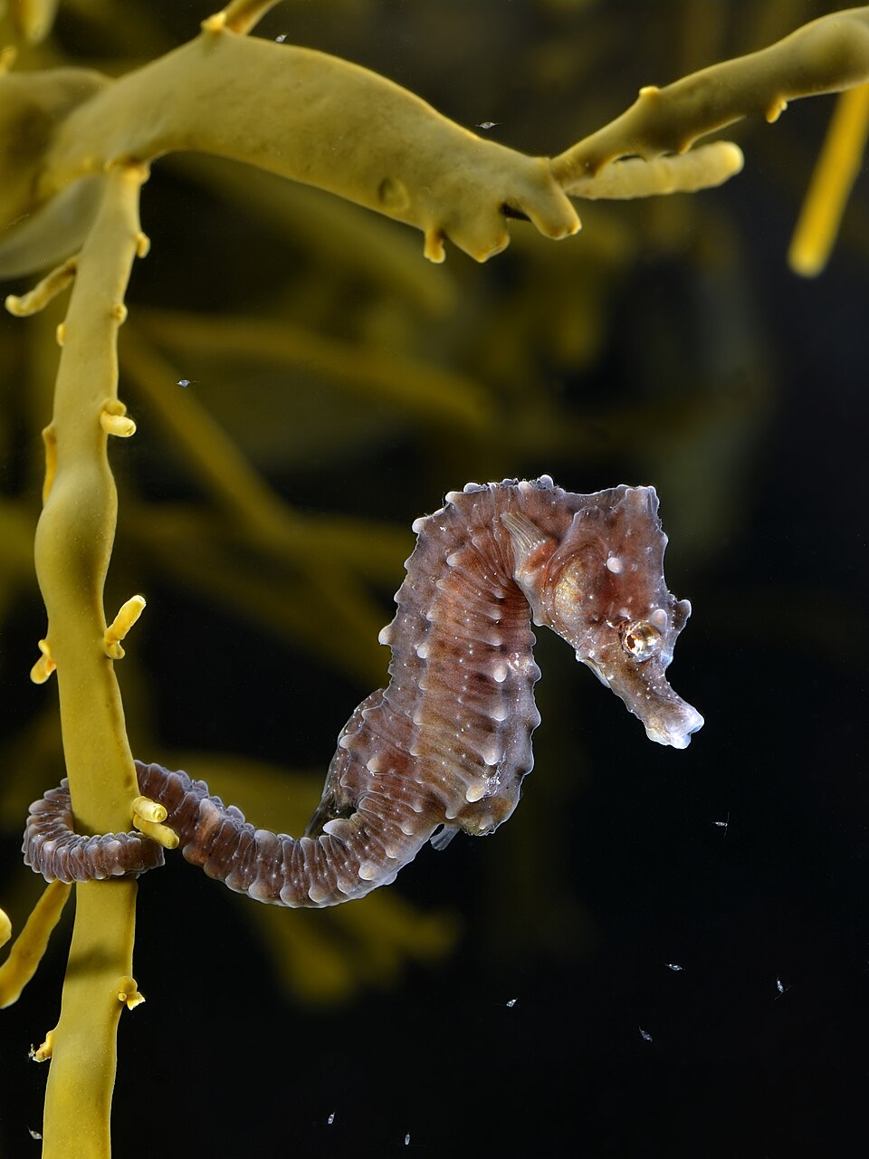 A tiny seahorse holding onto seaweed with its curly tail