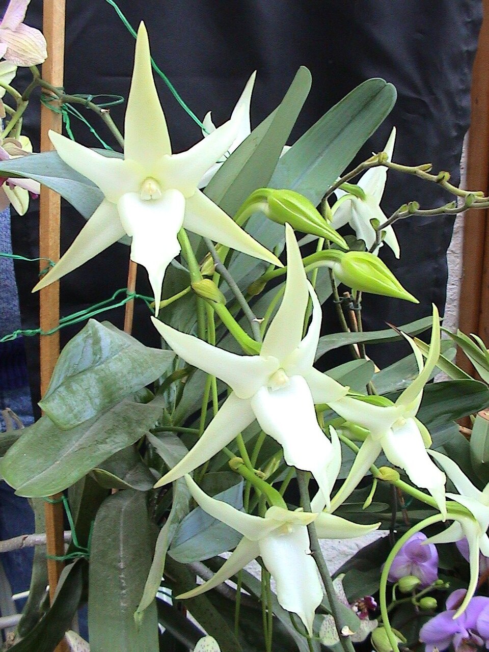 The Madagascar star orchid, with white star-shaped flowers and long nectar spurs