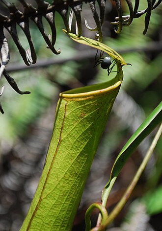 A close-up of a pitcher plant cup with an insect near the slippery rim at the top