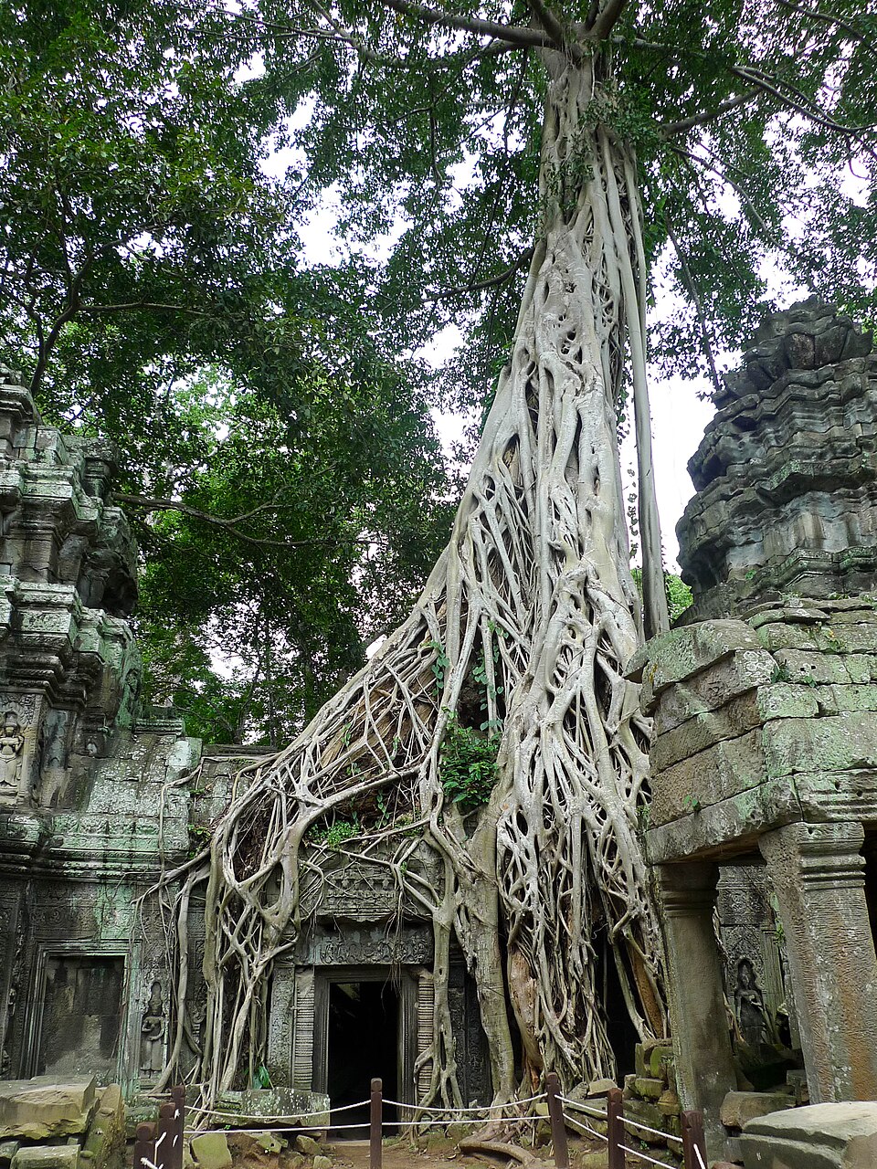 A strangler fig tree growing over an ancient temple at Ta Prohm in Cambodia