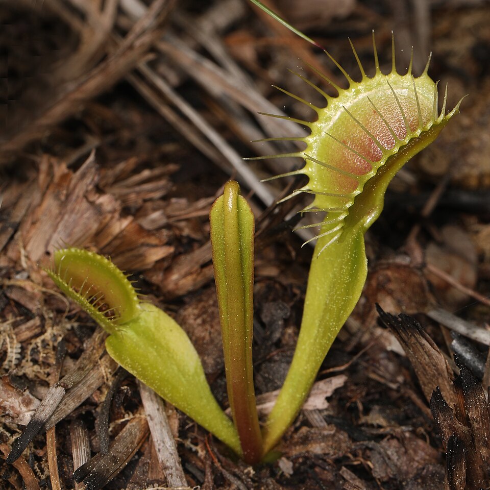 A Venus flytrap with its mouth-shaped trap open, showing sharp teeth along the edges