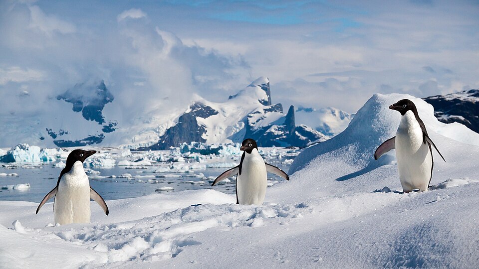 Penguins standing together on the ice in Antarctica